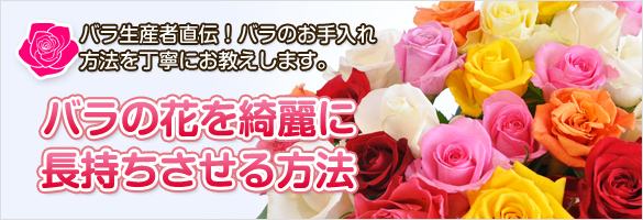 バラの花を長持ちさせる方法