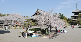 道成寺(どうじょうじ)