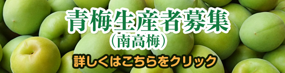 青梅農家募集