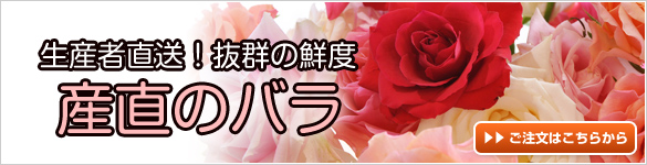 産直の新鮮なバラ