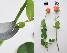枝とトゲ切り