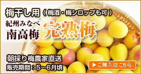完熟梅（梅干し用）のご購入
