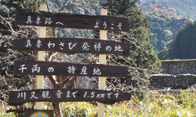 真妻わさび発祥の地