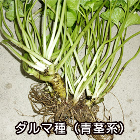 ダルマわさび