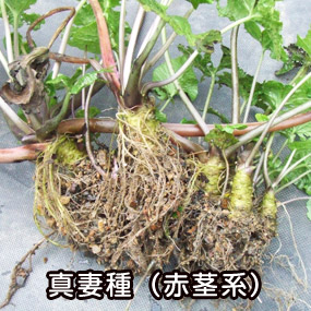 真妻わさび