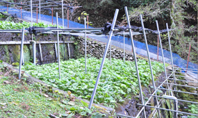 沢わさび
