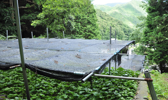 和歌山県印南町川又 わさび栽培風景