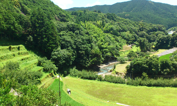 和歌山県印南町川又 わさび栽培