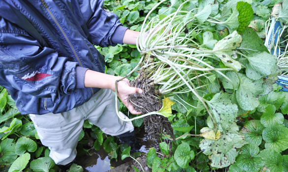 和歌山県印南町川又 わさび