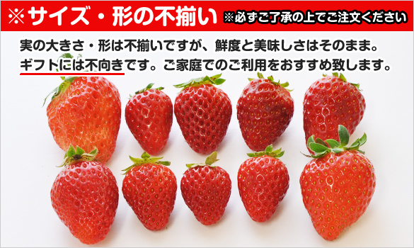 完熟イチゴ まりひめ 家庭用