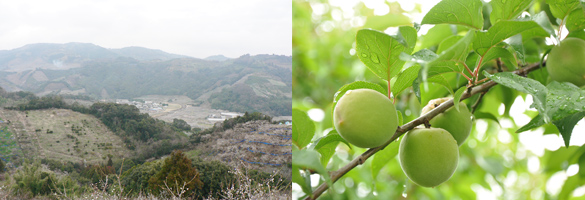 梅干し 南高梅 みなべ町の風景