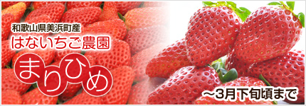 完熟イチゴ まりひめ 和歌山県美浜町産