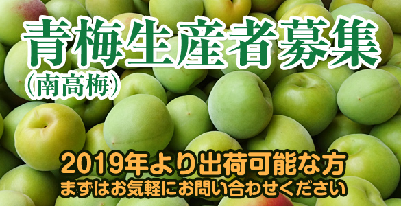 青梅生産農家募集