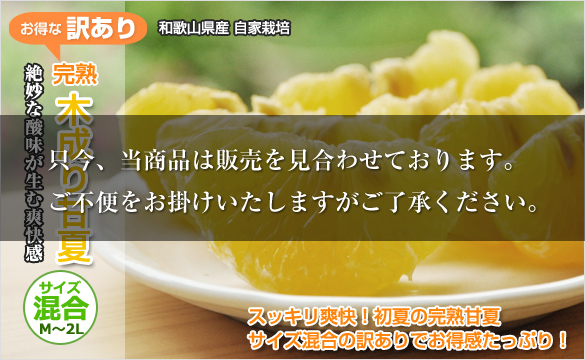 木成り完熟甘夏みかん