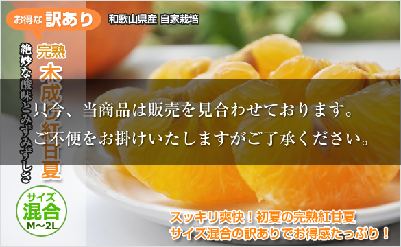 木成り完熟 紅甘夏みかん