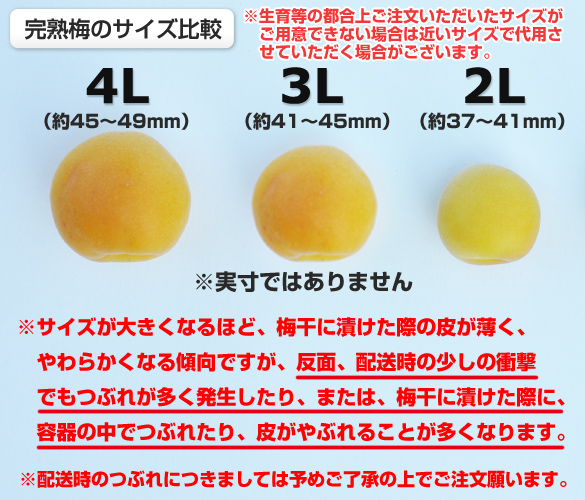 完熟梅 サイズ