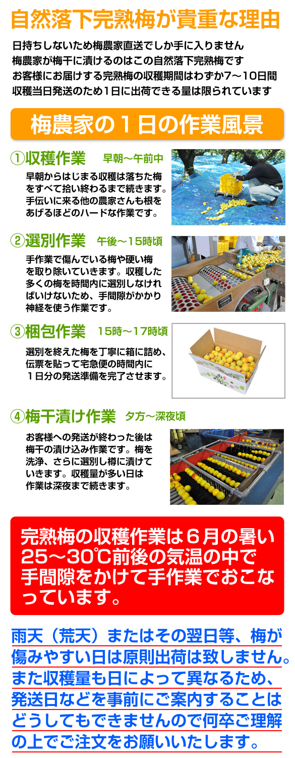 完熟梅 朝採り産直発送