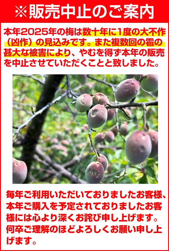 完熟梅 予約