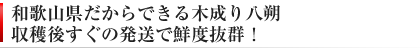 和歌山だからできる木成り紅八朔