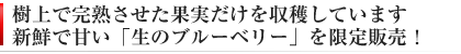 完熟で甘い生ブルーベリー