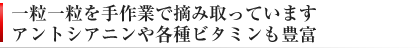 アントシアニンは リフェノール