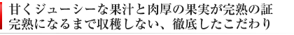 デコポンの特徴と味わい