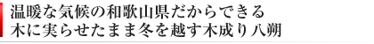 和歌山だからできる木成り八朔