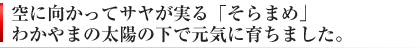 空に向かってサヤが実る「そらまめ」