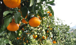 清見オレンジの収穫風景