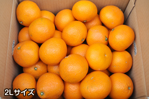 清見オレンジ 和歌山県産 みかん