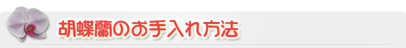 胡蝶蘭のお手入れ方法・育て方