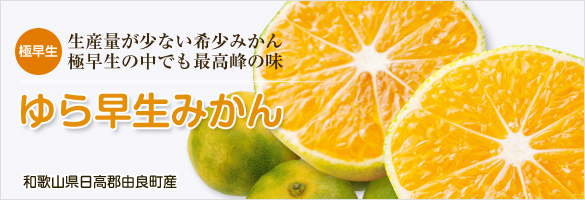 ゆら早生みかん 和歌山県由良町産