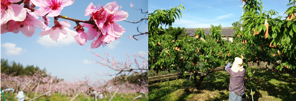 桃畑 桃の花