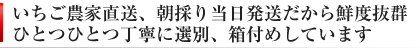 朝採り当日発送だから鮮度抜群