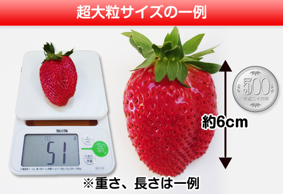 完熟イチゴ まりひめ サイズ比較 4L以上