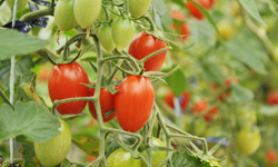 ミニトマト（アイコ）の栽培方法