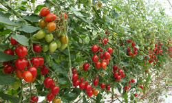 ミニトマト（キャロルセブン）の栽培方法