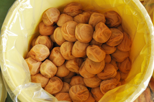 白干し梅 梅干し10kg