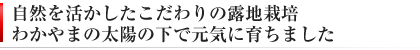 自然を活かしたこだわりの露地栽培