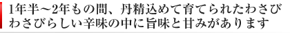 新鮮 産地直送 生わさび