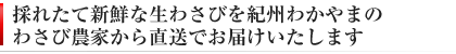 ギフト 贈答用にも最適な生わさびセット